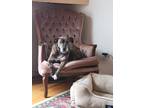 Adopt Alma a Brindle - with White Plott Hound / Boxer / Mixed dog in West