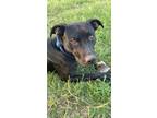 Adopt Blue a Black - with White Mutt / Mixed dog in Ada, OK (40662910)