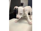 Adopt Sleeping Beauty a White American Pit Bull Terrier / Mixed dog in Fort