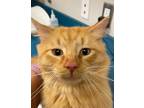 Adopt Flame a Orange or Red Domestic Shorthair / Domestic Shorthair / Mixed cat