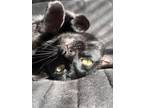 Adopt Blackey chan a All Black Domestic Mediumhair / Mixed (medium coat) cat in