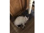 Adopt MALLY a White (Mostly) Domestic Longhair / Mixed (long coat) cat in Las