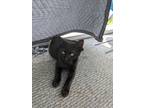 Adopt Gengar a All Black American Shorthair / Mixed (short coat) cat in San