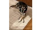 Adopt Leyna Litterer a Black - with Tan, Yellow or Fawn Greyhound / Shepherd