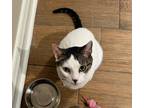Adopt Bolt a White (Mostly) Domestic Shorthair / Mixed (medium coat) cat in
