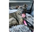 Adopt Coralee Newberry a Brindle Feist / Terrier (Unknown Type