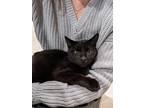 Adopt Rosa a Black (Mostly) American Shorthair / Mixed (short coat) cat in