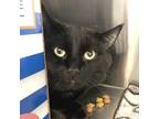 Adopt William a Domestic Shorthair / Mixed cat in Bracebridge, ON (41232242)