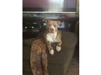 Adopt Xena a Tan/Yellow/Fawn - with White American Pit Bull Terrier / Mixed dog
