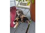 Adopt Smokey Po a Calico or Dilute Calico Calico / Mixed (medium coat) cat in