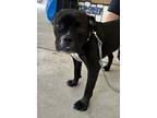 Adopt Danny a Black Mixed Breed (Large) / Mixed dog in Covington, LA (39745793)