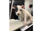 Adopt Fairy Godmothers a White American Pit Bull Terrier / Mixed dog in Fort