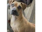 Adopt lucy liu a Tan/Yellow/Fawn Boxer / Mixed dog in Phoenix, AZ (40988715)