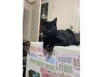 Adopt Chase a Black (Mostly) Domestic Mediumhair / Mixed (medium coat) cat in