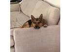 Adopt Ares a Tricolor (Tan/Brown & Black & White) German Shepherd Dog / Husky /