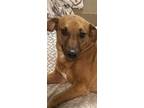 Adopt Harlee a Red/Golden/Orange/Chestnut Dachshund / Mixed Breed (Medium) /