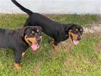 Adopt Z COURTESY LISTING: Miles and Muffin a Rottweiler / Mixed dog in Miami