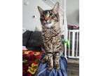Adopt Yaya a Tortoiseshell Domestic Mediumhair / Mixed (medium coat) cat in