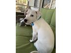 Adopt Jasper a White American Staffordshire Terrier dog in Charleston