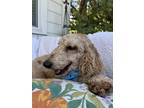 Adopt Tucker a Goldendoodle dog in Charleston, SC (41231943)