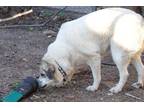 Adopt Sunny a White - with Tan, Yellow or Fawn Anatolian Shepherd / Mixed dog in