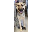 Adopt Star a Gray/Blue/Silver/Salt & Pepper German Shepherd Dog dog in Kingman