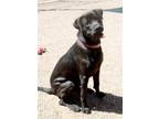 Adopt Mickey a Black Labrador Retriever dog in Kingman, AZ (41147836)