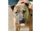 Adopt Nugget a Gray/Blue/Silver/Salt & Pepper American Pit Bull Terrier dog in