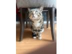 Adopt Nala a Brown Tabby Tabby / Mixed (short coat) cat in Winnetka