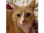 Adopt Garfield [CP] a Orange or Red (Mostly) Domestic Shorthair / Mixed (short