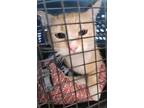 Adopt Pumpkin a Orange or Red Domestic Shorthair cat in Kingman, AZ (41231897)