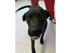 Adopt Nick*/miles a Black Labrador Retriever dog in Kingman, AZ (41231895)