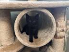 Adopt Abby-Mary a Black (Mostly) Domestic Shorthair cat in Arlington/Ft Worth