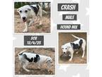 Adopt Crash a Foxhound / Mixed dog in Caldwell, TX (40650333)