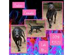 Adopt Ember a Black Labrador Retriever / Mixed dog in Caldwell, TX (40503115)