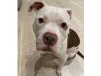 Adopt Anna a Brindle - with White American Pit Bull Terrier / Mixed dog in
