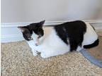 Adopt Stan a Black & White or Tuxedo American Shorthair (short coat) cat in Fort