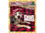 Adopt Sinatra a Brindle American Pit Bull Terrier / Mixed dog in Winter Springs