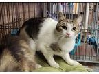Adopt NICOLE a Brown Tabby Domestic Shorthair (short coat) cat in Buckhannon