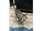 Adopt Miley a Gray, Blue or Silver Tabby Tabby / Mixed (short coat) cat in