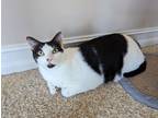 Adopt Nan a Black & White or Tuxedo American Shorthair (short coat) cat in Fort