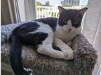 Adopt Fran a Black & White or Tuxedo American Shorthair (short coat) cat in Fort