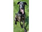 Adopt Silas a Black Great Dane / Mixed Breed (Medium) / Mixed (short coat) dog