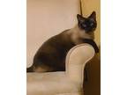 Adopt Meeko a Black & White or Tuxedo Siamese / Mixed (short coat) cat in