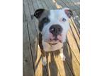 Adopt Blu a Gray/Silver/Salt & Pepper - with White American Pit Bull Terrier /
