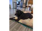 Adopt Blue a Black American Pit Bull Terrier / Mixed dog in Philomath