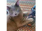 Adopt Claude a Gray or Blue Russian Blue (short coat) cat in Sacramento