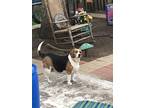 Adopt Amy a Tricolor (Tan/Brown & Black & White) Beagle / Basset Hound / Mixed