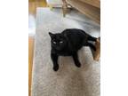 Adopt Juicy a Black (Mostly) Domestic Shorthair / Mixed (short coat) cat in