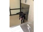 Adopt Joy a Black Labrador Retriever / Mixed dog in Fort Worth, TX (37077601)